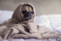 Breaking the Cycle of Student Stress in Education