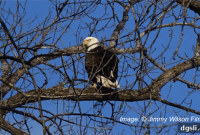Jimmy Wilson: Children’s Filmmaker Bringing Nature to Life