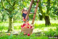 Apples for Education: Buy an Apple to Fund Your School
